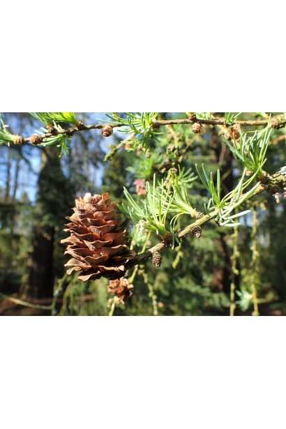 Яйцеподібні прямостоячі шишки модрини Діана